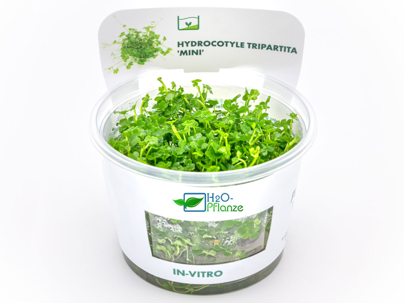 Kleinblättriger Wassernabel - Hydrocotyle tripartita ´Mini´ in vitro